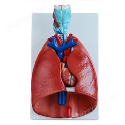 喉、心、肺模型