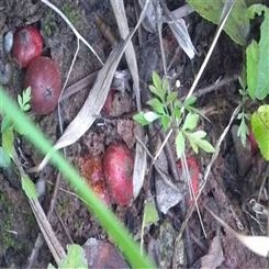 欢乐果园 野地瓜厂家批发 新鲜野地瓜果 专业种植